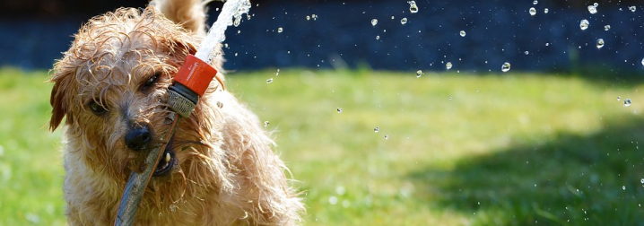 Pets precisam de cuidados na estação mais quente do ano