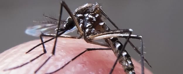  Efeito do extrato de Neem sobre mosquito Aedes aegypti